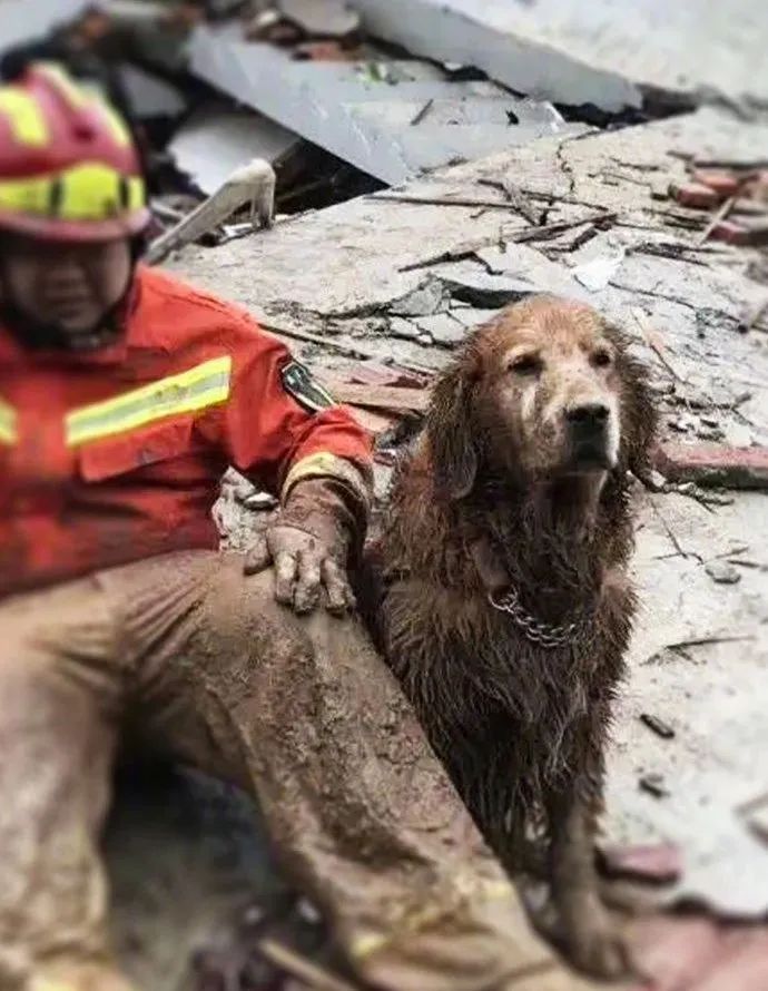 曾被全網心疼的大金毛搜救犬退役了，而為了帶它回家，這個人等待了6年... 寵物 第4張