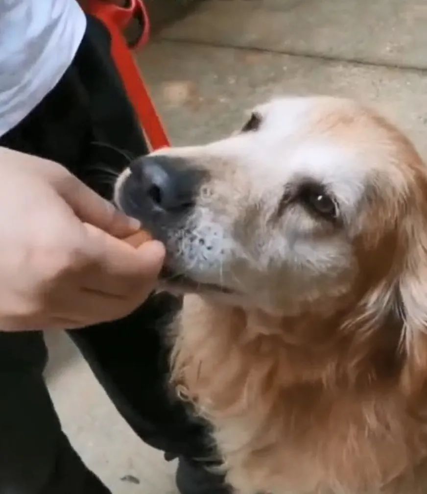 曾被全網心疼的大金毛搜救犬退役了，而為了帶它回家，這個人等待了6年... 寵物 第14張