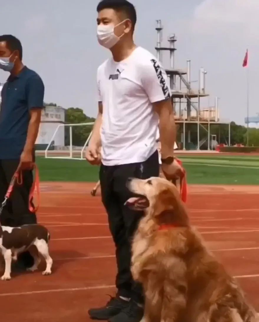 曾被全網心疼的大金毛搜救犬退役了，而為了帶它回家，這個人等待了6年... 寵物 第11張