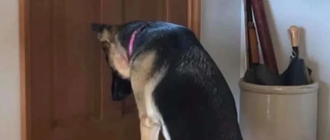 原来狗子也会出轨：“对不起，铲屎官，我爱上了别人！”