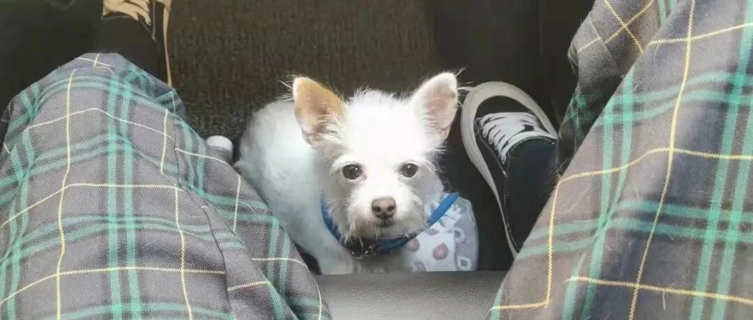 被遗弃400多天，它还在门口等主人回家...