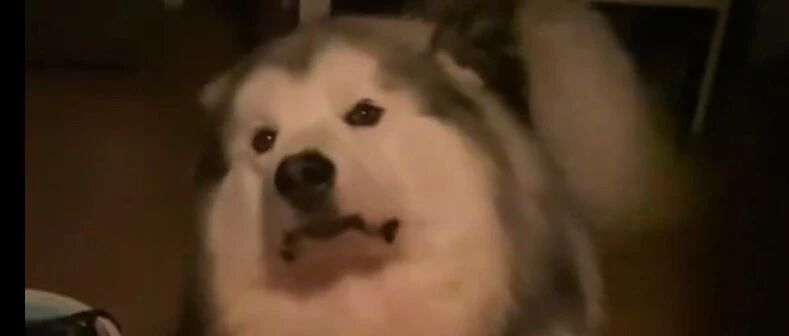 当铲屎官晚上回家太晚，狗子的表情...哈哈哈好搞笑！