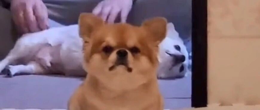 两只狗狗里，不被宠爱的那只狗有多惨？