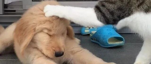 原来狗子打不过猫咪的原因这么搞笑...哈哈哈哈心疼汪星人！