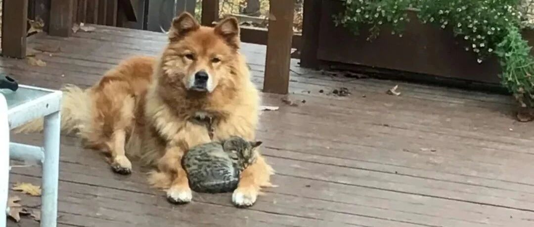 “我家17岁的狗子，自己捡了个野猫养...”