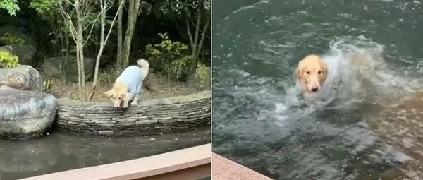 “我家大金毛跳河了，因为我拿了它面包喂鱼..”