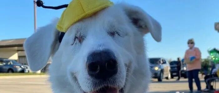 当全盲狗狗得知自己要去公园...开心的小表情治愈了无数网友！