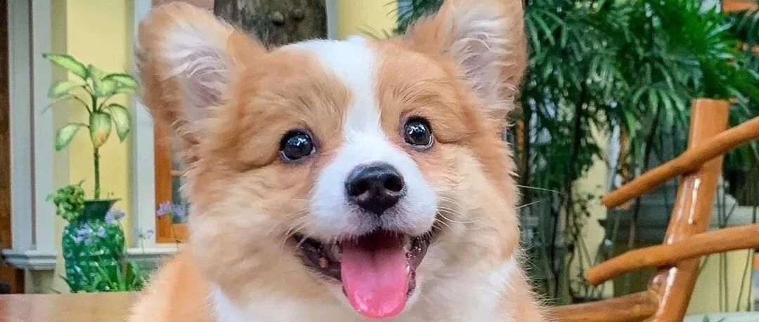 “看到它，你就会明白为什么女王独爱柯基！”