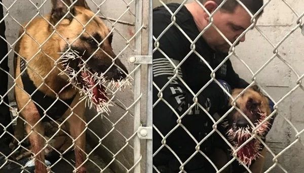 超级疼！警犬追逃犯遇豪猪拦路，然后就被扎了20