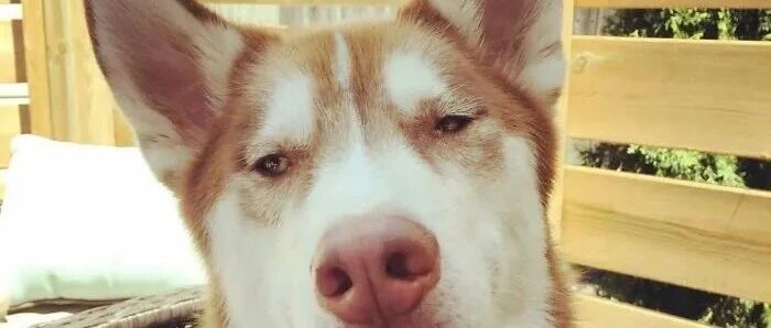 “急！！！养到了傻子狗该怎么办？”