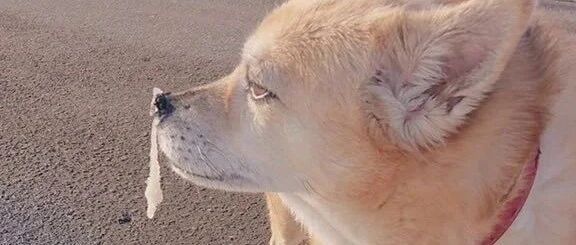 “救命啊，我家狗子鼻涕都冻住了还非要散步！”