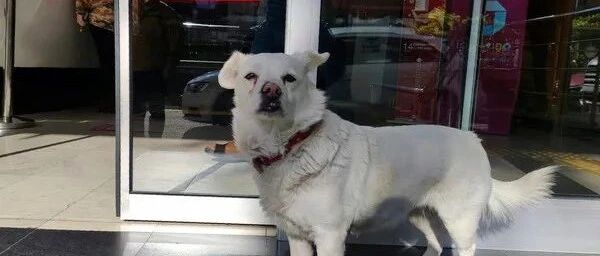 高冷狗子守在医院门口，任谁逗都不笑，可第6天，它却像换了一条狗...