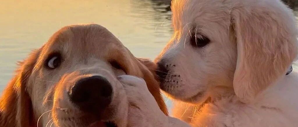 “没和狗子商量，就要了二胎后...”哈哈哈哈哈哈心疼！