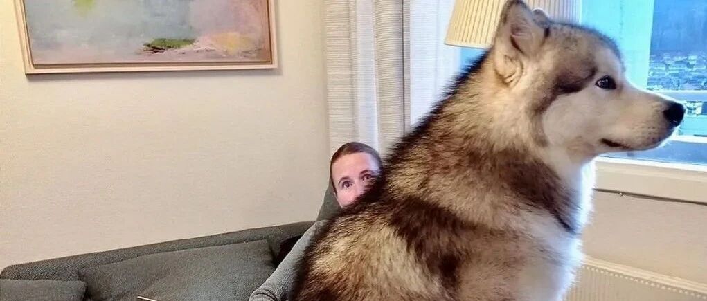 “救命，阿拉斯加都这么胆小的吗？”