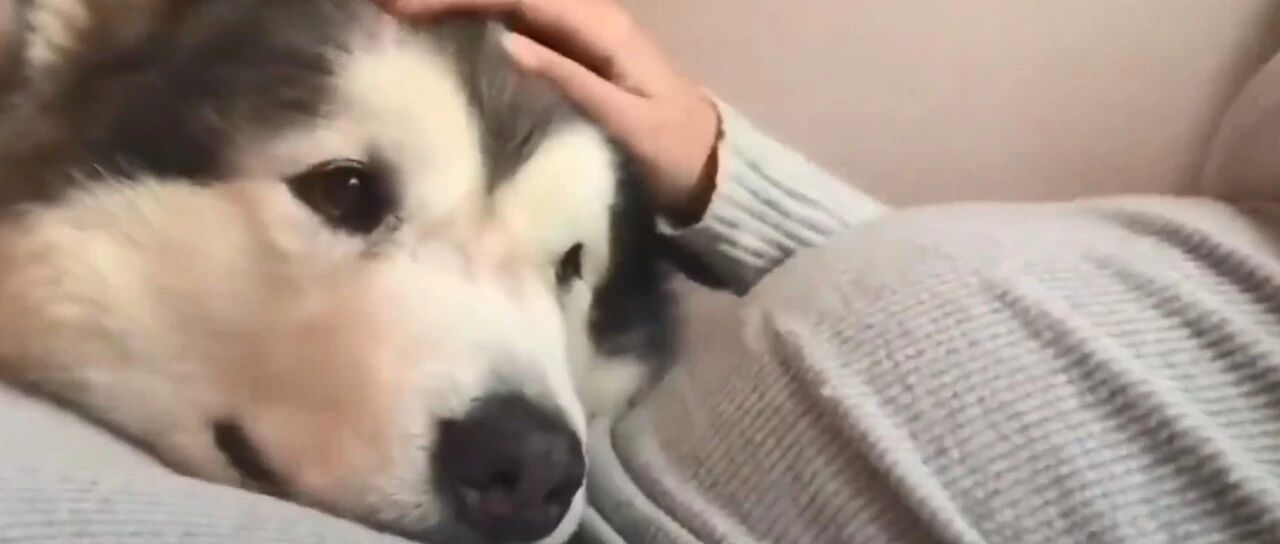 狗狗贴着主人的孕肚休息，突然就被宝宝踢了一脚...