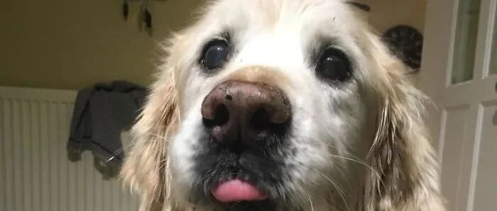 谁说狗狗老了就不可爱了？这些老宝贝一个比一个萌！