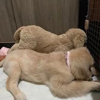 身为玩偶粉碎机，却放过小黄狗，主人：这俩“亲”兄弟！