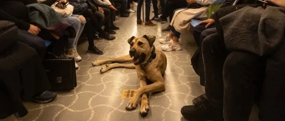 土耳其网红狗在轻轨上拉粑粑？监控画面曝光后，网友都惊了...