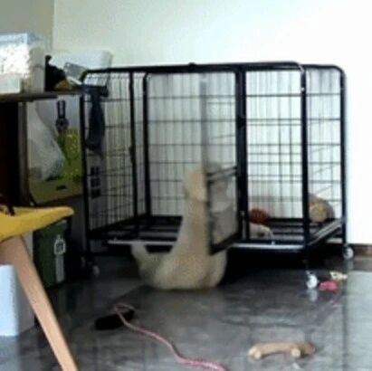 发现2个月的小金毛居然越狱了，打开监控一看，原来是笼子先动的手...