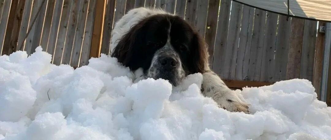为满足癌末狗狗的心愿，铲屎官寻遍全网为它堆了一座“小雪山”！