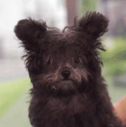 从潦草小煤球，到精致熊宝宝...​这是什么神奇的魔法吗？​