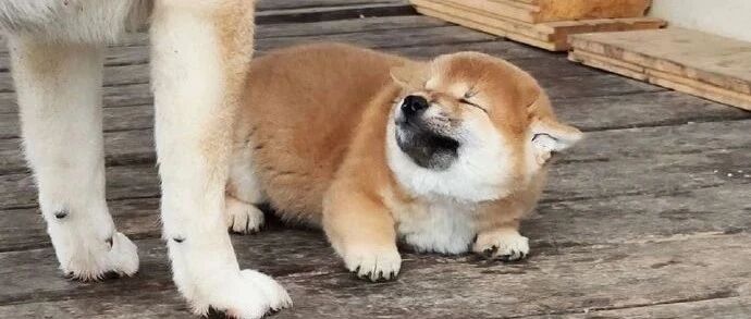 年轻人不讲武德调戏狗子，惨遭狗狗两次越狱报复：耗子尾汁！