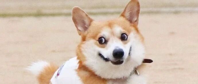 什么柯基，这明明就是傻不拉基！