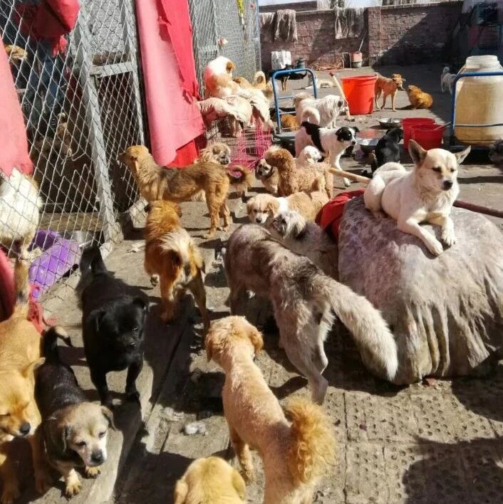 急，一起帮帮这被困的几百只流浪狗，饥荒边缘中...