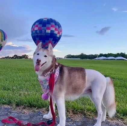 铲屎官晒哈士奇美照，然而网友的关注点都在：它为啥没穿裤子！？