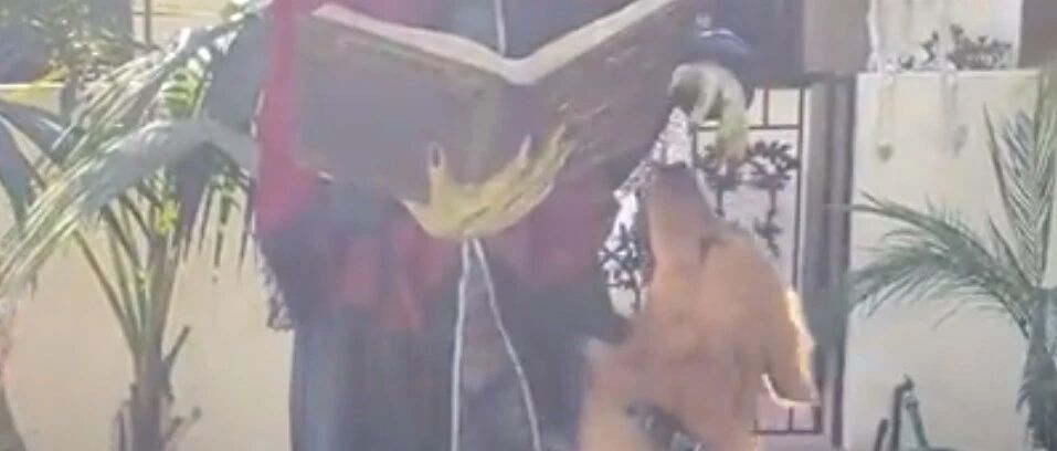 大金毛交了新朋友，铲屎官却被吓坏：你们是不可能的...