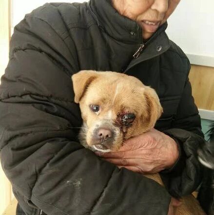 抱着被人打死的小狗，7旬老人痛哭不已，伤害何时停止...