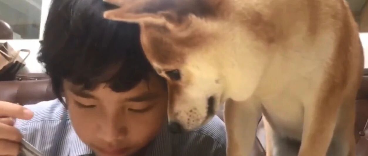 养了只喜欢看吃播的狗是什么体验？铲屎官：压力太大了！