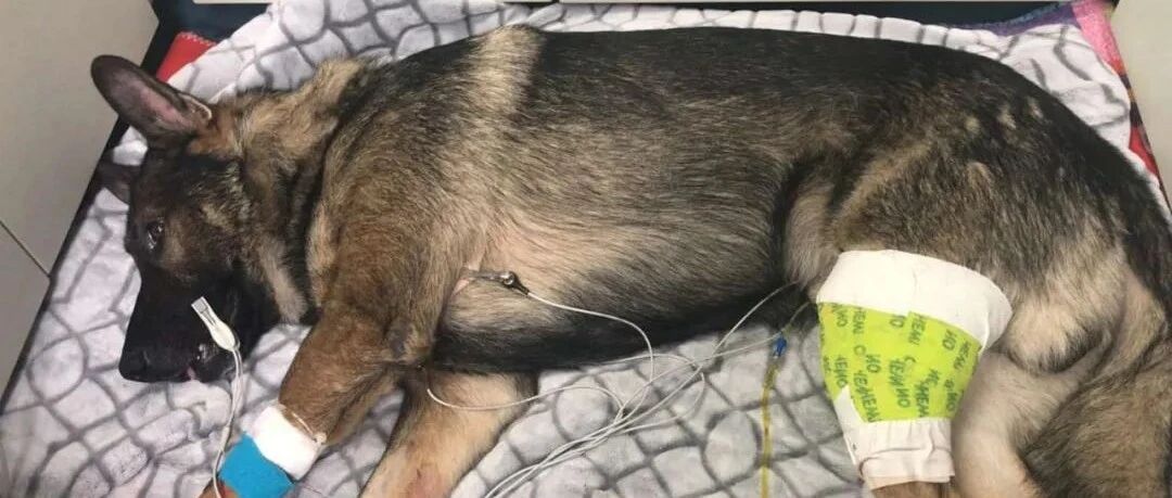 警犬追捕时遭枪击，身中两枪...而在它出院时，这个画面超感人！