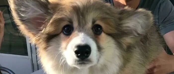 没有人能拒绝一只小柯基！！！