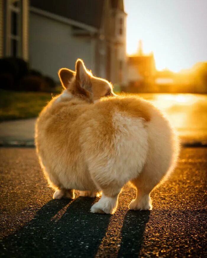 没有人能拒绝一只小柯基!-友友