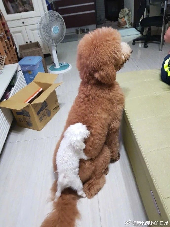 家来了一只小狗，巨贵要被烦去世了