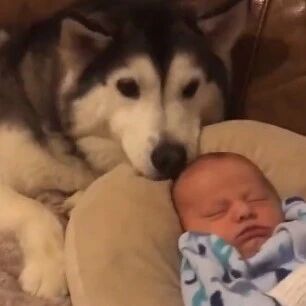 不拆家只带娃的二哈，这也太暖了吧！