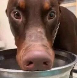 只是喝个水，高冷帅气的杜宾，秒变呆萌猪头！