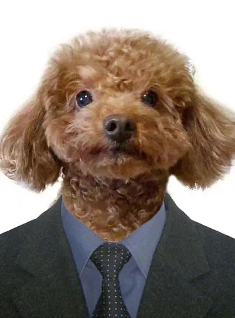 "给狗子拍的证件照,让警察蜀黍笑了半天."看了一眼噗哈哈哈!-友友