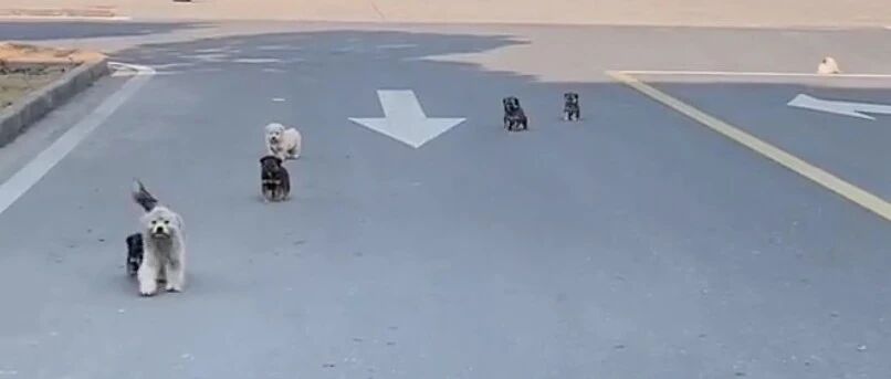 “喂了流浪狗一顿饭，它要送给我一个娃！”呜呜呜这也太好哭了！