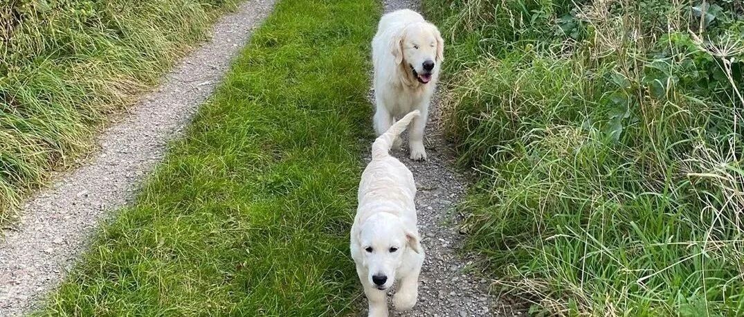 当失明的大金毛，拥有了一只导盲犬后...