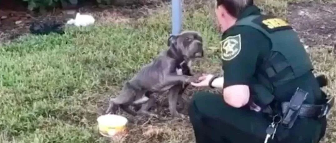 被拴着瘦成皮包骨的狗狗，向警察伸爪求救...这一幕破防了。