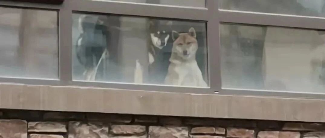 “救命！我家狗管我管得可严格了...”哈哈哈哈哈养了个教导主任！