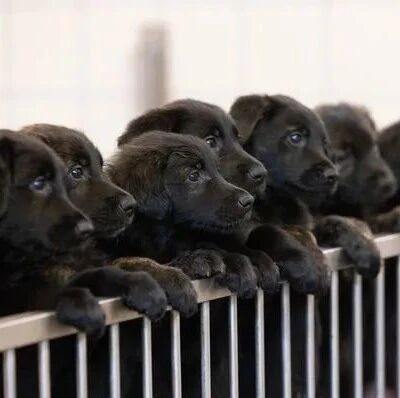 德牧妈和金毛爸一次生16只宝宝，孩子长这样，太好看了！！