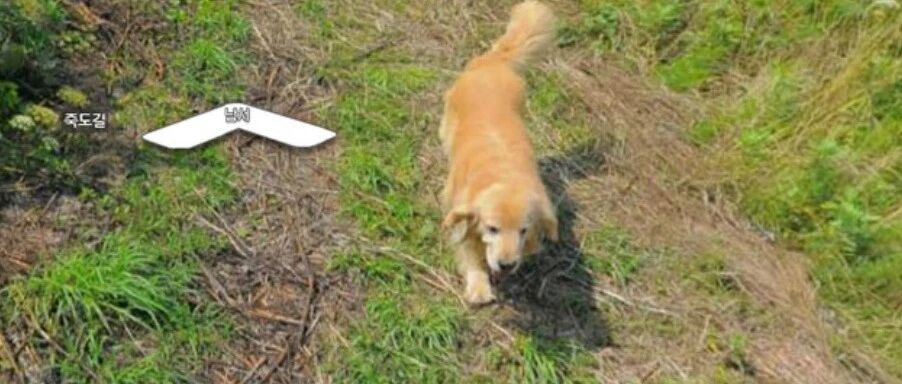 遗憾没见到爱犬最后一面，直到他打开街景地图后，瞬间泪崩...