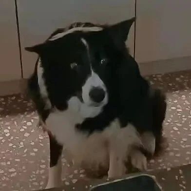 被主人凶了后，狗子这表情...哈哈哈哈哈哈很明显不服气！