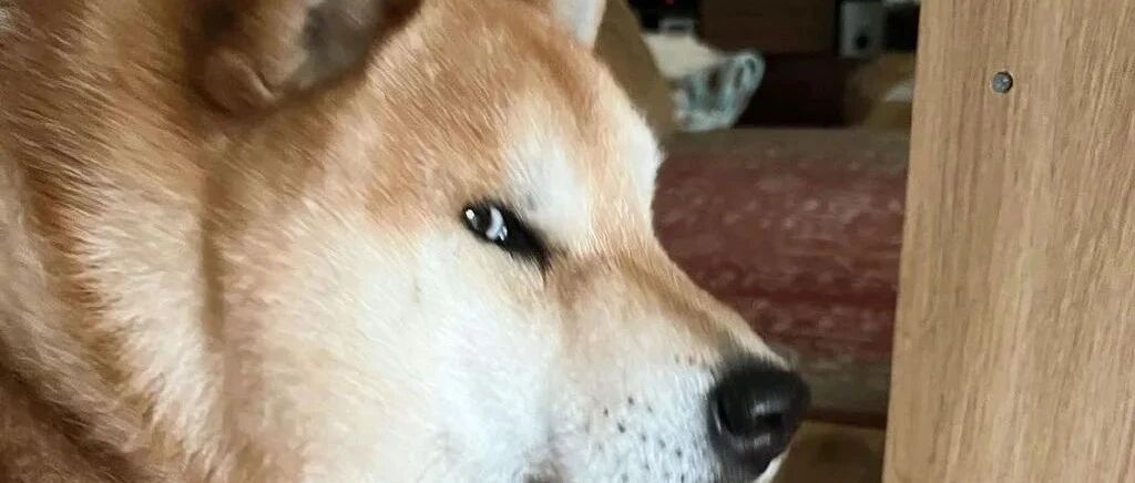 狗狗失宠后的反应...哈哈哈哈哈这一个个哀怨的小眼神也太好笑了！