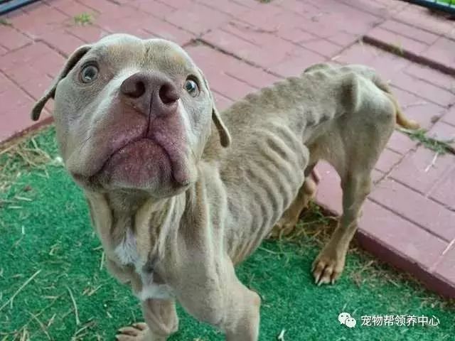 被虐待的骷髅狗狗，被救后，终于长出了“幸福肥
