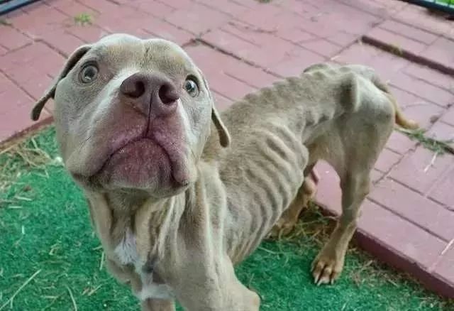 被虐待的骷髏狗狗，被救後，終於長出了「幸福肥」！ 未分類 第1張