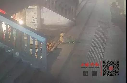 大金毛被偷三天不吃不喝，可它绝食抗议后果却是